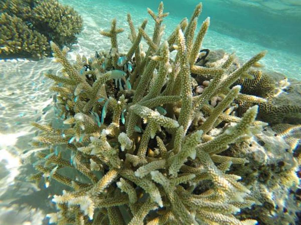 Local Island Inn Hangnaameedhoo Εξωτερικό φωτογραφία